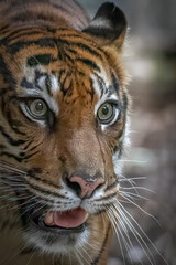 Closeup portrait of a Sumatran tiger with its mouth open, looking right