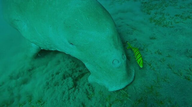 Frontal portrait of Sea Cow Dugong dugon greedily feeding Smooth ribbon seagrass Cymodocea rotundata grazes on sandy-silty seabed, with school of Golden Trevally Gnathanodon speciosus swims around it