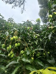 green mango on tree