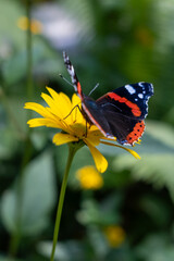 Close-up of a red admiral butterfly (Vanessa atalanta) resting on a bright yellow daisy flower. Captured in a garden setting with a soft green background, highlighting summer nature.