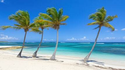 Fototapeta premium Tropical beach with palm trees under a clear sky (1)