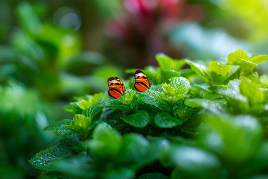 Bright tropical butterflies surrounded by lush green leaves for nature and wildlife themes - Powered by Adobe