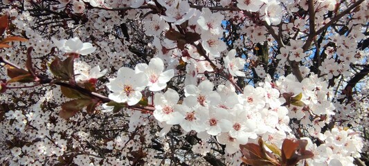 Cherry blossoms in full bloom on a bright spring day
