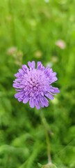 Field Scabicus (Knautia arvensis) flower bloomig in a sunny meadow