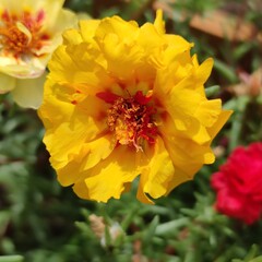 Close-Up of a Bright Yellow Moss Rose Flower in Summer Sunlight