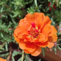 Close-Up of a Bright Orange Moss Rose Flower in Summer Sunlight