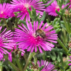 Bumblebee on a Delosperma cooperi Flower in Full Summer Bloom