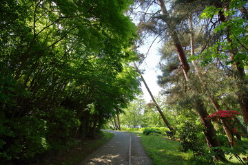 緑に囲まれた道