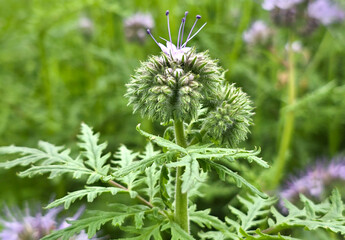 Close up of bright purple lacy phacelia flowers in a field with blue sky in the background in a...