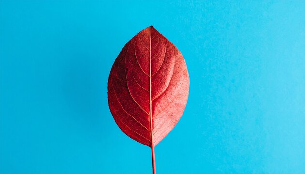 Minimalist Red Leaf on Blue Background
