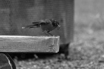 La Plaine 2 Août 2025 N&B