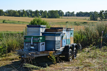 Beehives on a Trailer in a Rural Landscape close up