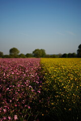 Blumenmeer in Pink und Gelb