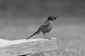 La Plaine 2 Août 2025 N&B