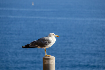 A photo of a seagul sitting on a post in front of the ocean