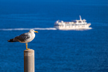 A photo of a seagul sitting on a post overlooking the ocean