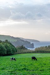 Two cows grazing peacefully on S&atilde;o Miguel Island with the Atlantic Ocean in the background, showcasing lush green pastures and stunning coastal scenery.