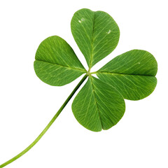 Leaf clover isolated on transparent background  
