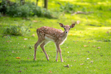 Young European Fallow Deer Standing on Green Grass at Sunset