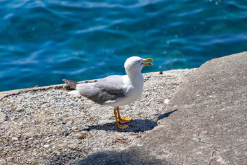 A photo of a seagul on a rock by the water