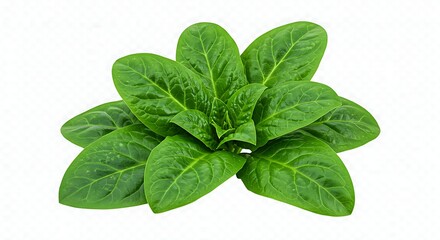 A vibrant cluster of fresh spinach leaves displayed against a stark white background in a close up shot ai generative