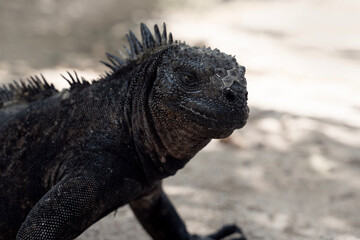 Marine iguana, Amblyrhynchus cristatus on Santa Cruz island in Galapagos