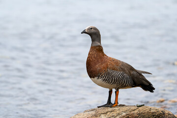Ashy-headed goose, Chloephaga poliocephala in Ushuaia, Argentina, full view of a bird