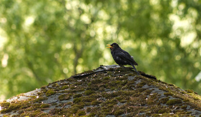 Blackbird standing on the edge of the roof of a wooden gazebo. Black bird with a yellow beak in the wild. Bird in the park. In the background, blurred treetops.