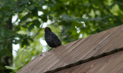 Blackbird standing on the edge of the roof of a wooden gazebo. Black bird with a yellow beak in the wild. Bird in the park. In the background, blurred treetops.
