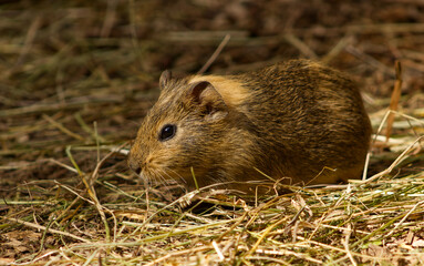 Brown guinea pig on hay bedding. Guinea pig standing on hay. Pet. Rodent.