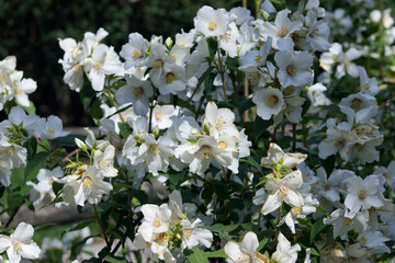 White flowers of a blooming bush in the park. Blooming bush. Decoration in the park. Warm weather....
