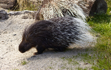 Portrait of a porcupine on sandy ground partially overgrown with grass. Porcupine on sandy ground. Exotic animal with perfect defense against predators.