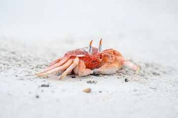 ghost crab in Galapagos, Ocypode gaudichaudii
