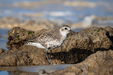 Grey plover, portrait of Pluvialis squatarola in Galapagos, Isabela island