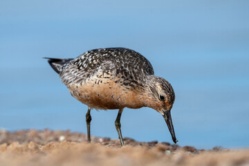 Red knot foraging at the water, Calidris canutus in breeding plumage