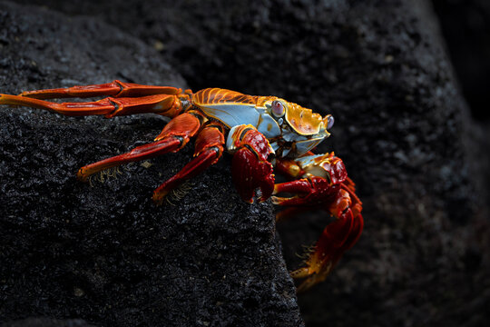 Sally lightfoot crab in Galapagos, Grapsus grapsus close up