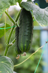 Growing cucumbers in a home garden. Summer cucumber harvest. Young cucumbers growing on a branch in greenhouse. Fresh ripe organic cucumbers on a green vine outdoors. Autumn and summer harvest concept