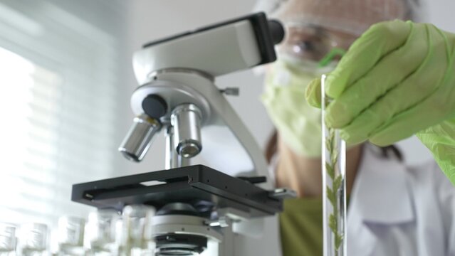 Female scientist wearing green protective mask and gloves is holding test tube with plant sample, researching botany and medical applications using a microscope. Medicine and science concept