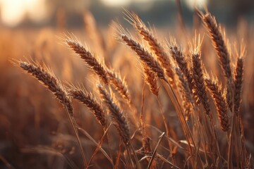 Fototapeta premium Golden wheat field sunset, rural landscape, harvest