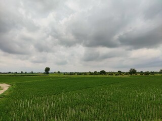 Expansive green farmland stretches to the horizon under a dramatic, heavily clouded sky in a...