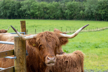A Highland cow with long, curved horns and shaggy reddish-brown fur stands near a wooden fence in a...