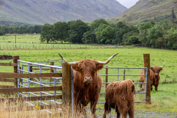 A Highland cow with long, curved horns and shaggy reddish-brown fur stands near a wooden fence in a...