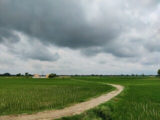A serene, winding dirt path curves through a vast, vibrant green rice paddy field, leading to the...