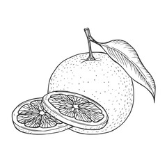 Orange fruit vector drawing. Summer food engraved illustration Isolated hand drawn slice, whole and half orange.