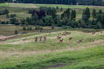 A herd of deer grazes peacefully in a grassy landscape surrounded by rolling hills, dense trees, and a winding river. The scene captures a serene moment in the wild, rich with natural beauty.