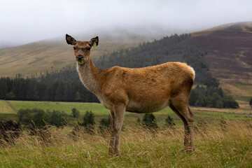 A solitary deer stands on a grassy hill, surrounded by misty rolling hills and dense forest. The overcast sky adds a calm and atmospheric mood to this peaceful wildlife scene in the heart of nature.
