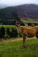 A solitary deer stands on a grassy hill, surrounded by misty rolling hills and dense forest. The overcast sky adds a calm and atmospheric mood to this peaceful wildlife scene in the heart of nature.