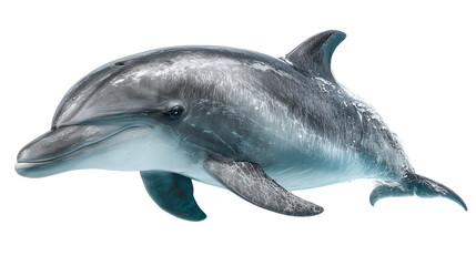 Fototapeta premium A beautiful dolphin