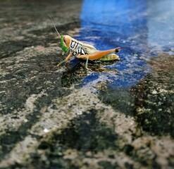 Grasshopper on the wet floor