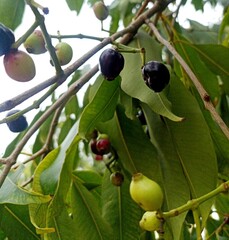 A branch of a Syzygium tree, likely Syzygium cumini (Jamun) or a related species, laden with...